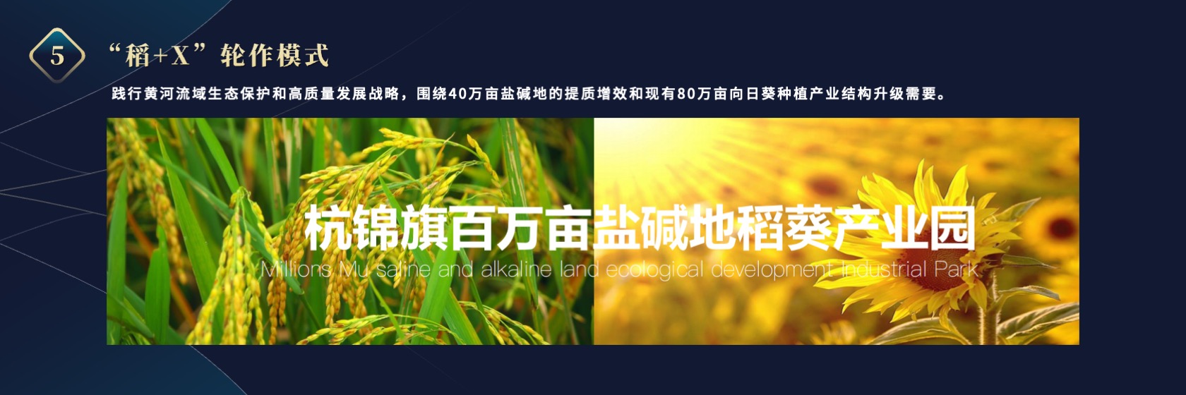 PPT宽屏  海水稻“十百千工程”项目进展报告PPT模板免费下载