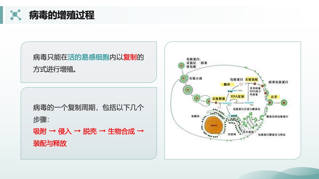 兽用生物制品生产技术病毒的增殖过程PPT模板免费下载 PPT模板 兽用生物制品生产技术病毒的增殖过程PPT模板免费下载