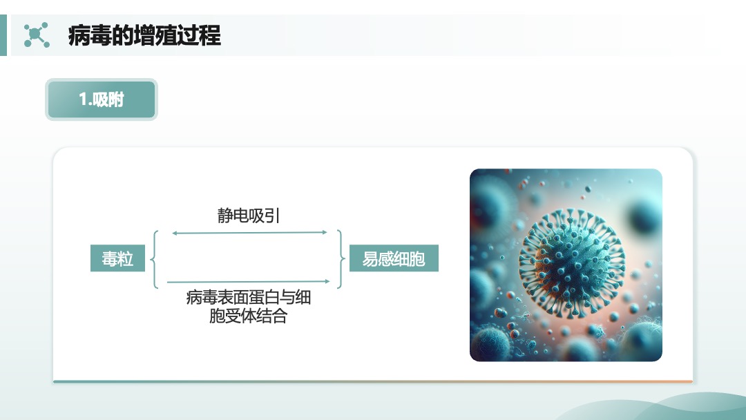 兽用生物制品生产技术病毒的增殖过程PPT模板免费下载 PPT模板 兽用生物制品生产技术病毒的增殖过程PPT模板免费下载