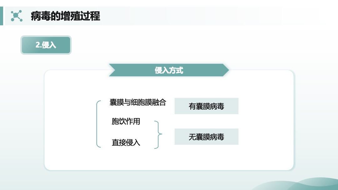 兽用生物制品生产技术病毒的增殖过程PPT模板免费下载 PPT模板 兽用生物制品生产技术病毒的增殖过程PPT模板免费下载