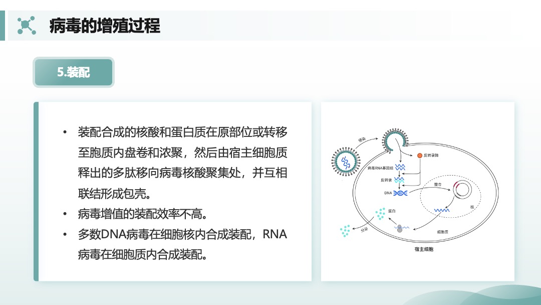 兽用生物制品生产技术病毒的增殖过程PPT模板免费下载 PPT模板 兽用生物制品生产技术病毒的增殖过程PPT模板免费下载
