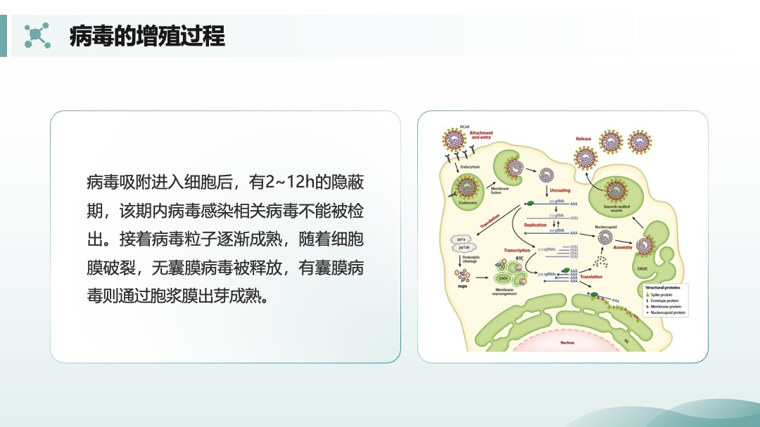 兽用生物制品生产技术病毒的增殖过程PPT模板免费下载 PPT模板 兽用生物制品生产技术病毒的增殖过程PPT模板免费下载