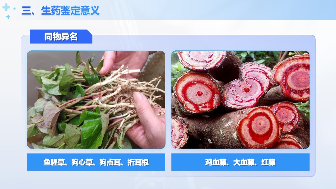医疗行业中兽药生产技术生药鉴定意义PPT模板免费下载 PPT模板 医疗行业中兽药生产技术生药鉴定意义PPT模板免费下载